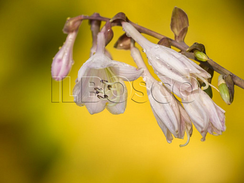 hosta-glehd-tidings-hosta-glad-tidings-cvetok.jpg