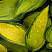 hosta-tardiana-dzhun-hosta-tardiana-june-list.jpg