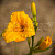 Лилейник 'Техас Санлайт' (Hemerocallis 'Texas Sunlight')