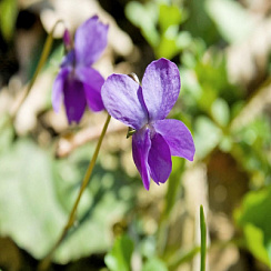 Фиалка душистая (Viola  odorata)