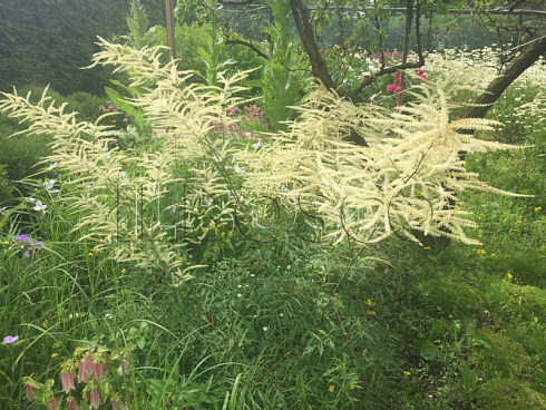 volzhanka-obyknovennaya-dvudomnaya-knajfi-aruncus-dioicus-kneiffii-rastenie.jpg