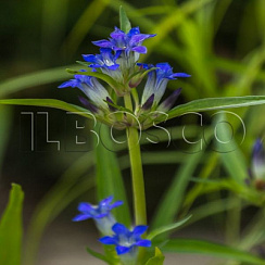Горечавка даурская (Gentiana dahurica)