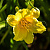 Лилейник 'Стелла Д'Оро' (Hemerocallis 'Stella D'Oro')