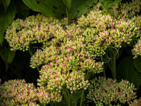 ochitok-karl-sedum-carl-buton.jpg