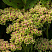 ochitok-karl-sedum-carl-buton.jpg