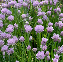 Лук-Шнитт (Аllium schoenoprаsum)