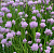 Лук-Шнитт (Аllium schoenoprаsum)