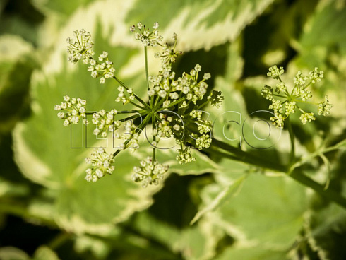 snyt-obyknovennaya-pestrolistnaya-aegopodium-podagraria-variegata-socvetie.jpg