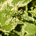 snyt-obyknovennaya-pestrolistnaya-aegopodium-podagraria-variegata-socvetie.jpg