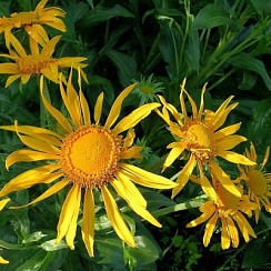 Гелениум 'Хупа' (Helenium hoopesil)