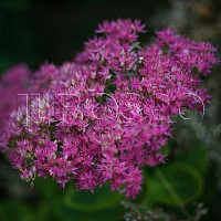 Очиток 'Хербстфройде' (Sedum 'Herbstfreude')