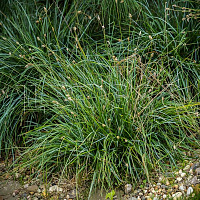 Сеслерия голубая (Sesleria caerulea)