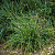 Сеслерия голубая (Sesleria caerulea)