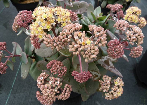 ochitok-gibridnyj-jellou-ksenoks-sedum-hybride-yellow-xenox-cvetki-melkie-zvezdchatye