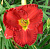 Лилейник 'Силоам Ред Той' (Hemerocallis 'Siloam Red Toy')