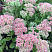 ochitok-karl-sedum-carl-rastenie.jpg