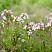 timyan-obyknovennyj-thymus-vulgaris-nebolshoj-polukustarnik