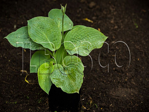 hosta-big-dehddi-hosta-big-daddy-rastenie-v-gorshke.jpg