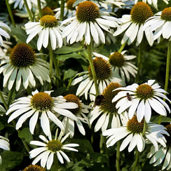 Эхинацея пурпурная 'Уайт Сван' (Echinacea purpurea 'White Swan')