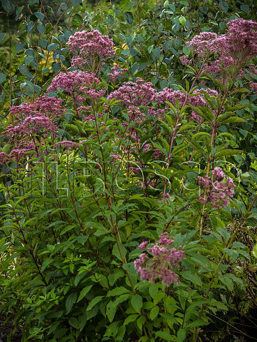 poskonnik-atropurpureum-eupatorium-atropurpureum-rastenie.jpg