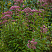 poskonnik-atropurpureum-eupatorium-atropurpureum-rastenie.jpg