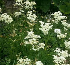 Лабазник обыкновенный 'Плена' (Filipendula vulgaris 'Plena')