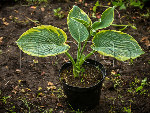 hosta-zibolda-frensis-vilyams-hosta-sieboldiana-frances-williams-rastenie-v-gorshke.jpg