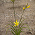 lilejnik-limonno-zheltyj-hemerocallis-citrina-sazhency.jpg