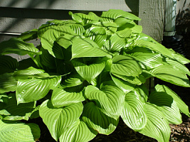 Хоста подорожниковая 'Афродита' (Hosta 'Aphrodite')