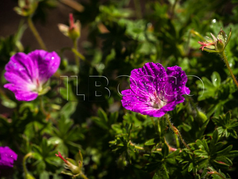 geran-krovavo-krasnaya-maks-fraj-geranium-sanguineum-max-frei-list.jpg