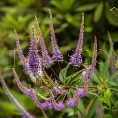 Вероникаструм виргинский (Veronicastrum virginicum)