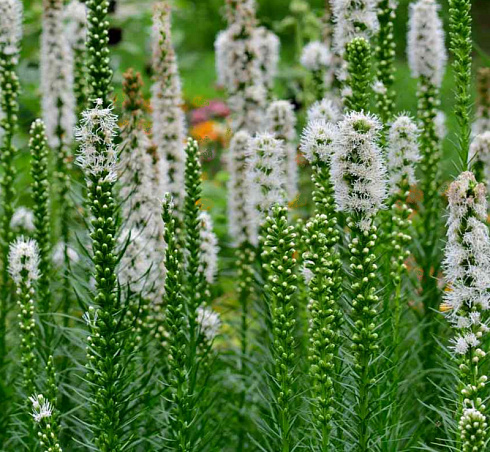 Лиатрис колосковый 'Alba' (Liatris spicata 'Alba')