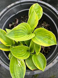 Хоста Зибольда 'Фрэнсис Уильямс' (Hosta sieboldiana 'Frances Williams')