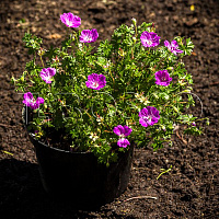 Герань кровавокрасная 'Макс Фрай' (Geranium sanguineum 'Max Frei')