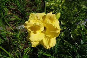 Лилейник 'Форевер Джунг' (Hemerocallis 'Forever Jung')