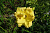 Лилейник 'Форевер Джунг' (Hemerocallis 'Forever Jung')
