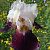 Ирис бородатый в сортах (Iris barbata в сортах)