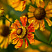 gelenium-osennij-otehm-faer-helenium-autumnale-autumn-fire-socvetie.jpg