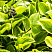 hosta-golden-tiara-hosta-golden-tiara-rastenie.jpg