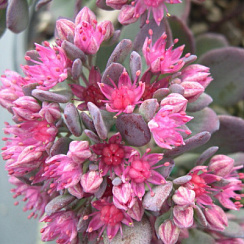 Очиток 'Бертрам Андерсон' (Sedum 'Bertram Anderson')