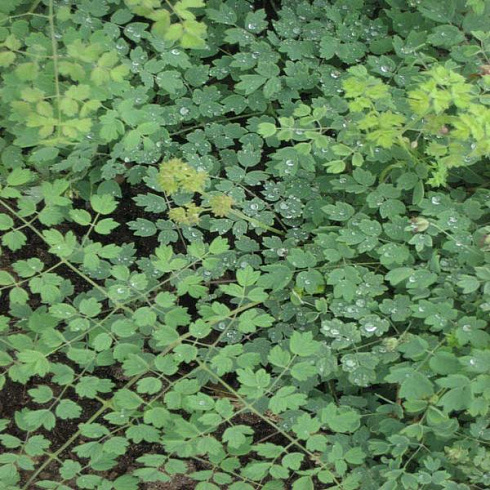 vasilistnik-malyj-adiantifolium-thalictrum-minus-adiantifolium-listya.jpg