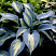 Хоста 'Grand Marquee' (Hosta 'Grand Marquee')