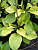 Хоста 'Август Мун' (Hosta 'August Moon')