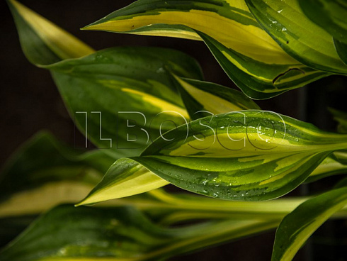hosta-lehjksajd-littl-taft-hosta-lakeside-little-tuft-list.jpg