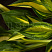 hosta-lehjksajd-littl-taft-hosta-lakeside-little-tuft-list.jpg