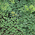 Василистник малый 'Адиантифолиум' (Thalictrum minus 'Adiantifolium')