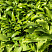 hosta-lancetolistnaya-hosta-lancifolia-listya.jpg