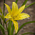 lilejnik-limonno-zheltyj-hemerocallis-citrina-cvetok.jpg