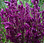 Шалфей дубравный 'Швелленбург' (Salvia nemorosa 'Schwellenburg')