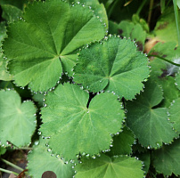 Манжетка красночерешковая (Alchemilla erythropoda)